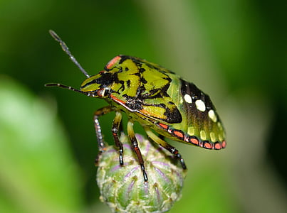 green shield bug perched on green flower bud in closeup photography thumbnail