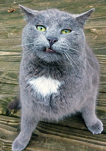 macro photography of gray British Shorthair cat thumbnail