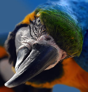 blue and red scarlet macaw thumbnail