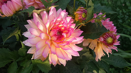 close-up photography of pink cluster petaled flowers thumbnail
