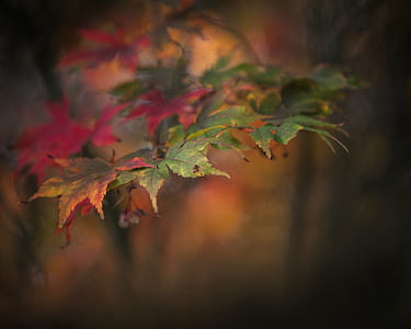 selective focus photography of green leaves thumbnail