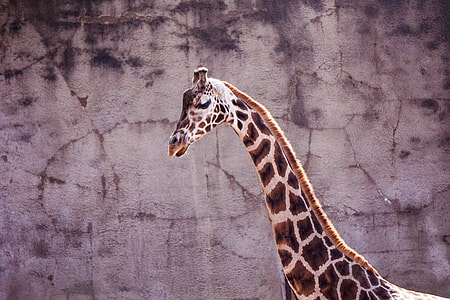 Giraffe looking down thumbnail