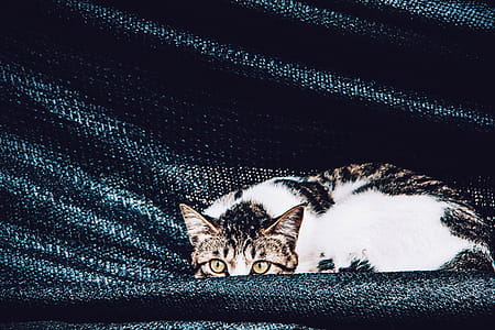 Watching Cat thumbnail