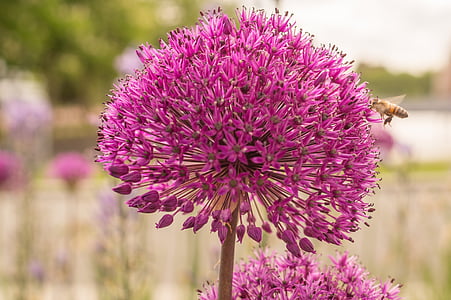pink petaled flowers thumbnail