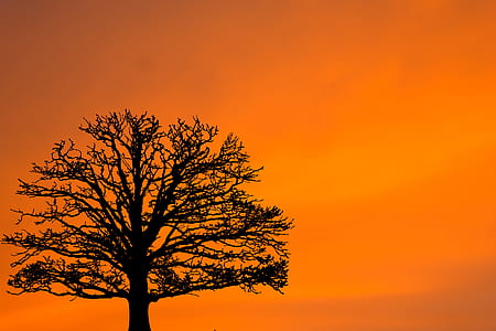 silhouette of tree under orange sky thumbnail
