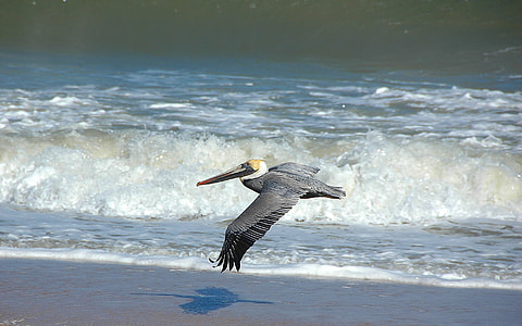 gray and white pelican flying on sea shore thumbnail