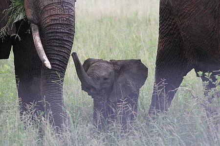 baby elephant in the middle of two adult elephants thumbnail