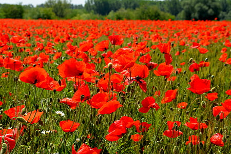selective focus photo of red petaled flowers thumbnail