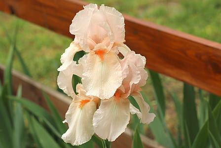 peach and white petaled flowers thumbnail