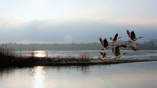 flock of mallard ducks flying above body of water thumbnail