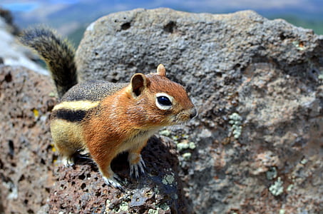brown and black squirrel on gray rock during daytime thumbnail