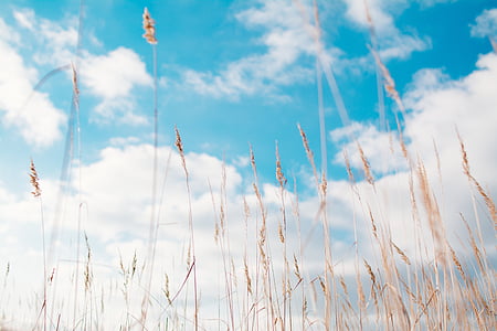 brown grass photo during daytime thumbnail