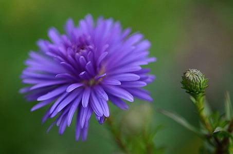 closeup photo of purple petaled flower thumbnail