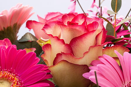 pink petal flowers thumbnail