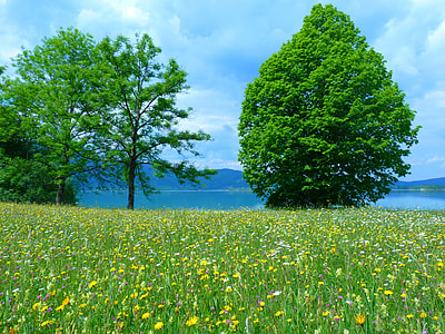green trees thumbnail
