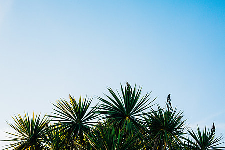 green sago tree under blue skies thumbnail