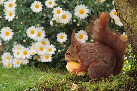 brown squirrel holding food near tree thumbnail