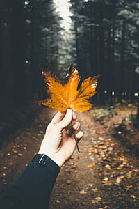 person holding orange maple leaf thumbnail