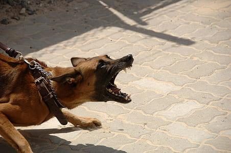 brown and black with black leather leash thumbnail