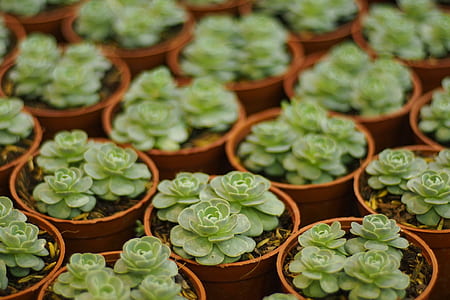 closeup photography of succulent plants thumbnail