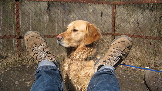 adult golden Labrador retriever beside person wearing blue jeans thumbnail