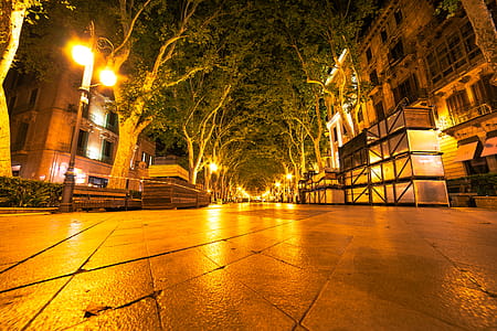 Green Leafed Trees thumbnail