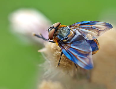 bottle housefly macro photography thumbnail