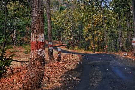 Road Surrounded by Trees thumbnail