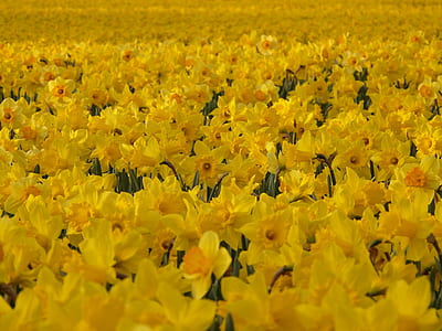 closeup photo of yellow petaled flowers thumbnail