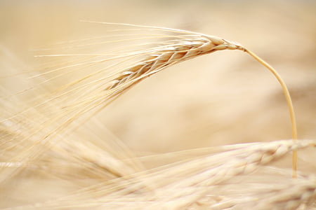 closeup photography of wheat thumbnail