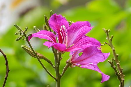 selective focus photography of pink petaled flower thumbnail