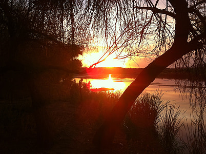 silhouette of tree thumbnail