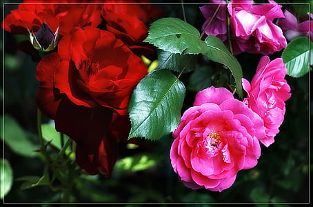 closeup photo of two red and pink rose flowers thumbnail