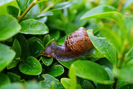 Snail on Green Leaf in Close Up Photography thumbnail