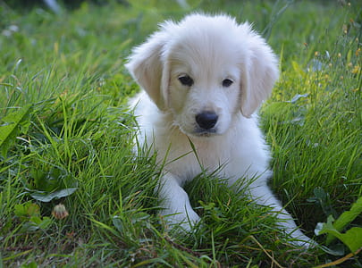 golden retriever puppy in green grass during daytime thumbnail