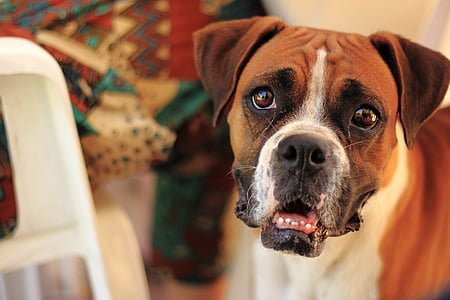 boxer dog looking up thumbnail