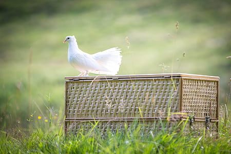 dove perch on wicker box in grass field thumbnail