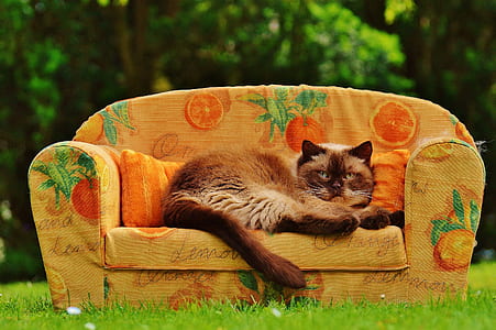 brown and beige cat on brown orange printed sofa on green grass field thumbnail