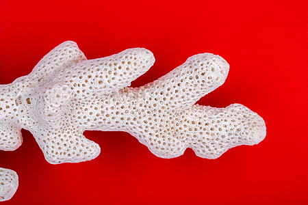 white coral thumbnail