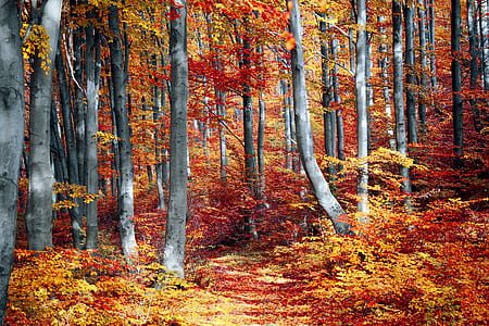 landscape, nature, art, forest thumbnail