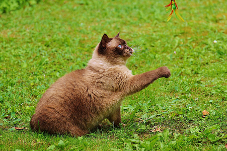 close-up photographyh of short-fur brown cat sitting on green grass field at daytime thumbnail
