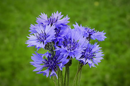 close-up photography of purple petaled flowers thumbnail