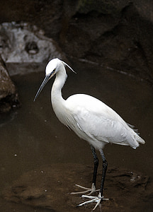 little egret bird standing on calm body of water thumbnail