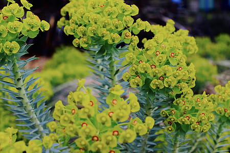 Selective Focus Photography Green Euphorbia Milii Flowers thumbnail
