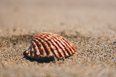 brown clam shell on sand at daytime thumbnail
