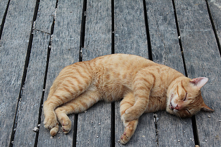 orange tabby cat thumbnail