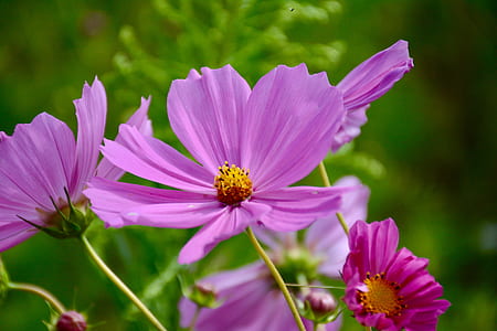 Purple Cosmos Flower in Closeup Photo thumbnail