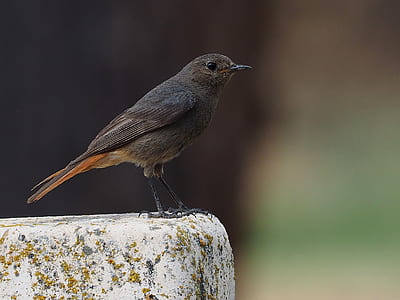 black catbird on beige concrete pavement thumbnail