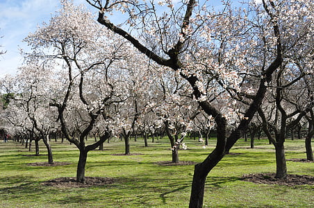 white trees on green lawn grass during daytime thumbnail