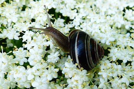 macro photography of garden snail above flowers thumbnail
